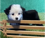 Small Photo #12 Miniature Australian Shepherd Puppy For Sale in FORT MORGAN, CO, USA