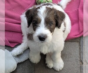 Double Doodle Puppy for sale in CHULA VISTA, CA, USA