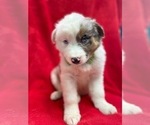 Small #1 Australian Shepherd