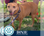 Small #11 Feist Terrier Mix