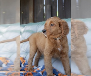Goldendoodle Puppy for Sale in FRESNO, California USA