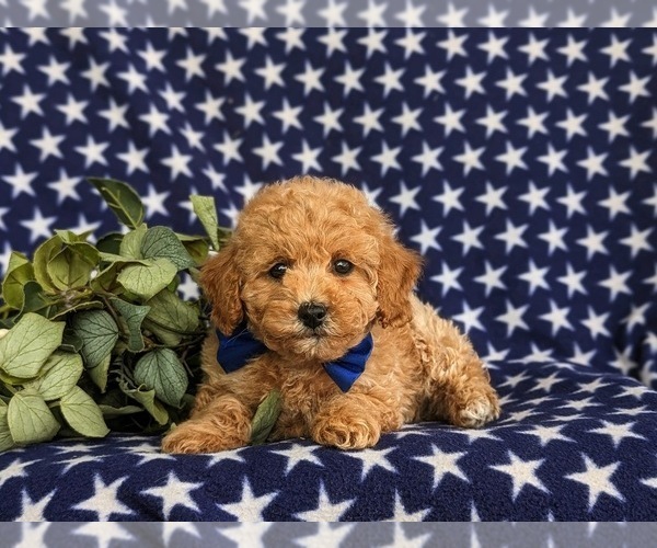 Medium Photo #5 Poovanese Puppy For Sale in STRASBURG, PA, USA