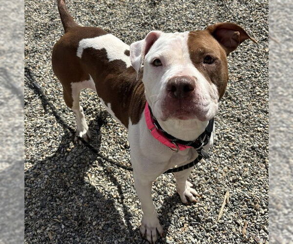 Medium Photo #2 American Staffordshire Terrier-Unknown Mix Puppy For Sale in Palmetto, FL, USA