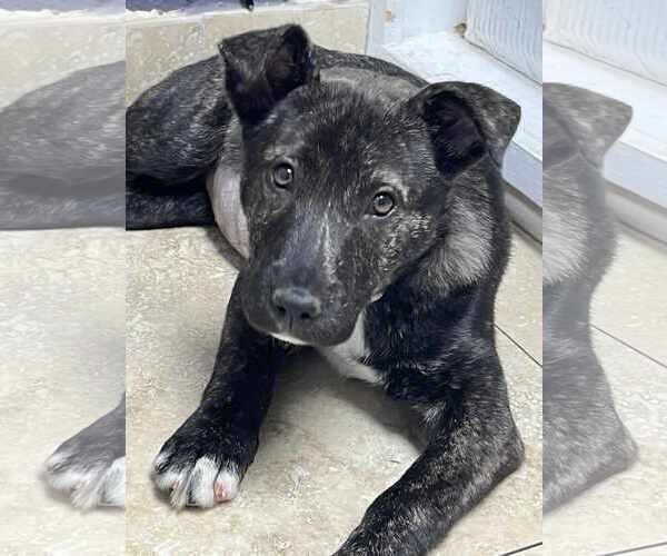 Medium Photo #10 Mutt Puppy For Sale in San Diego, CA, USA