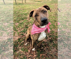 Mutt Dogs for adoption in Shelburne, VT, USA