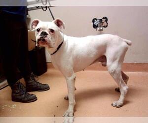 Boxer Dogs for adoption in Martinez, CA, USA