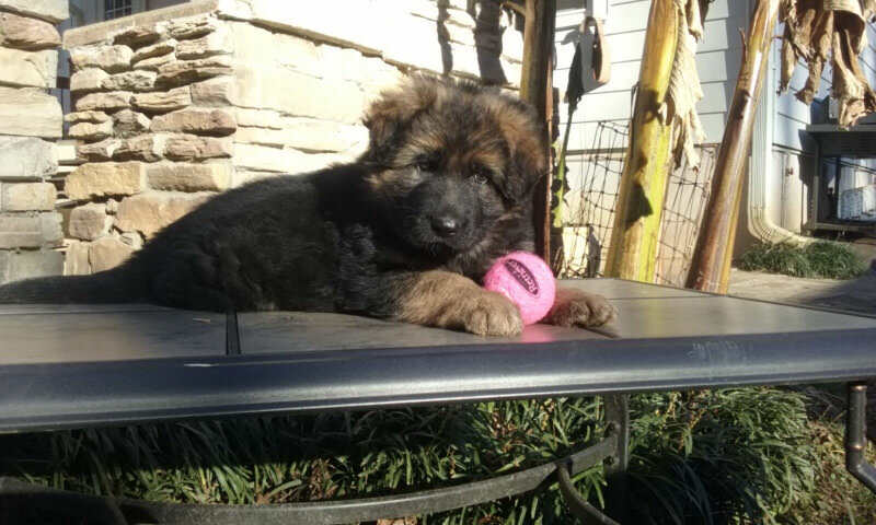 Medium Photo #1 German Shepherd Dog Puppy For Sale in AND, SC, USA