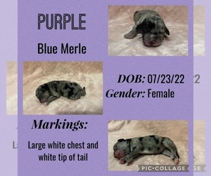 Sheprador Puppy for sale in FAIRFIELD, TX, USA