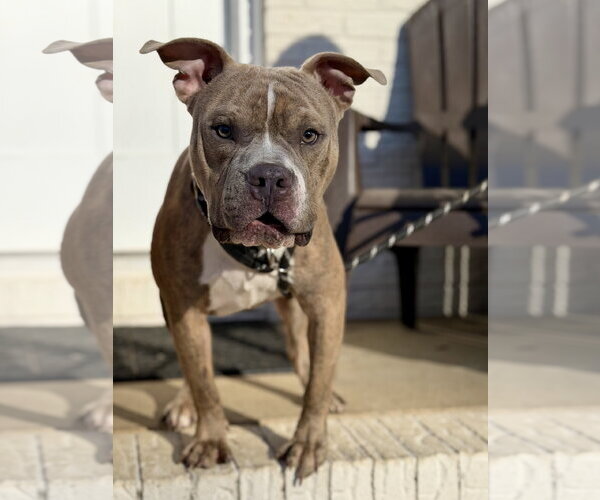Medium Photo #7 Bull Terrier-Unknown Mix Puppy For Sale in Holly Springs, NC, USA