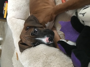 Boxer Puppy for sale in NICHOLSON, PA, USA