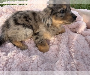 Medium Australian Retriever