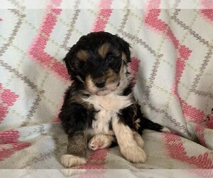 Aussie-Poo Puppy for sale in MYERSTOWN, PA, USA