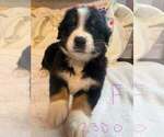 Image preview for Ad Listing. Nickname: SHASTA