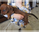 Small Photo #13 Dachshund Puppy For Sale in OWEN, WI, USA