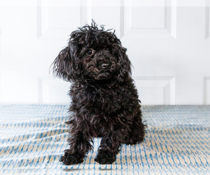 Poodle (Toy) Puppy for sale in WAKARUSA, IN, USA