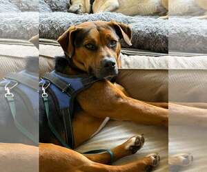 Mutt Dogs for adoption in Shelburne, VT, USA