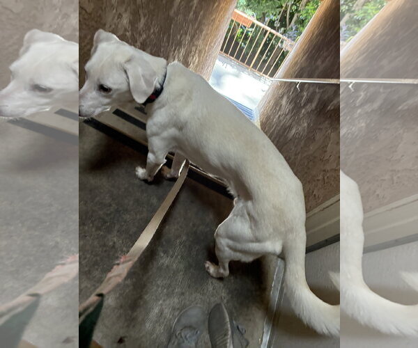 Medium Photo #7 Labrador Retriever-Unknown Mix Puppy For Sale in Woodland Hills, CA, USA