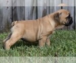 Small Photo #11 Bulldog Puppy For Sale in JACKSONVILLE, FL, USA