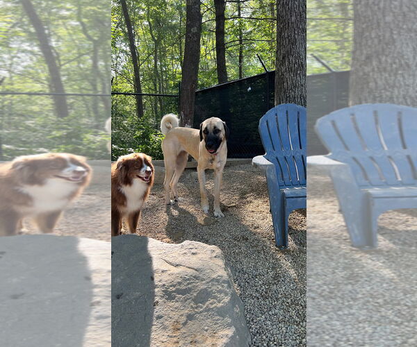 Medium Photo #2 Anatolian Shepherd Puppy For Sale in Higley, AZ, USA