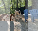 Small #1 Anatolian Shepherd