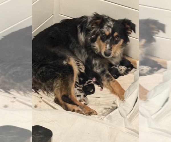 Medium Photo #1 Australian Shepherd Puppy For Sale in WILLIAMS, AZ, USA