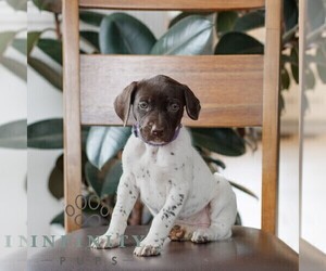 German Shorthaired Pointer Puppy for sale in COATESVILLE, PA, USA