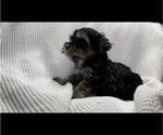 Small #3 Poodle (Toy)-Yorkshire Terrier Mix