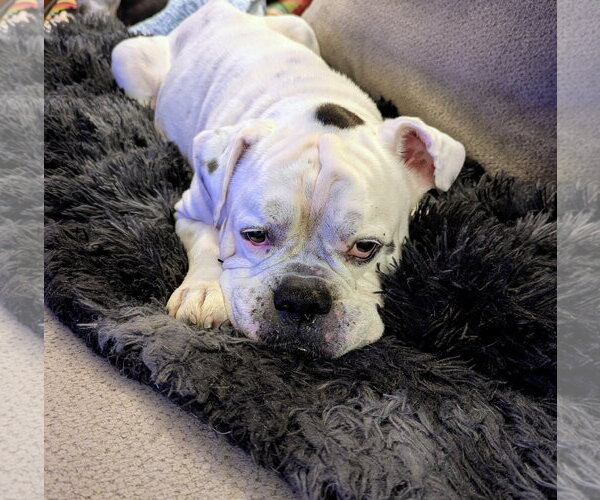 Medium Photo #3 Bulldog Puppy For Sale in St. Louis Park, MN, USA
