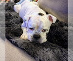Small #2 Bulldog