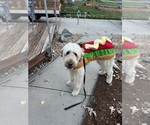 Small Photo #1 Goldendoodle Puppy For Sale in GREELEY, CO, USA