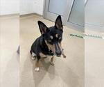Small Bull Terrier-Siberian Husky Mix