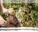 Small #13 ShihPoo