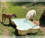 Small #3 Great Pyrenees