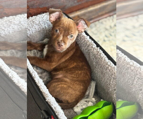 Medium Photo #3 Chihuahua-Unknown Mix Puppy For Sale in Newport Beach, CA, USA