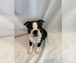 Puppy Boy 2 puppy Boston Terrier