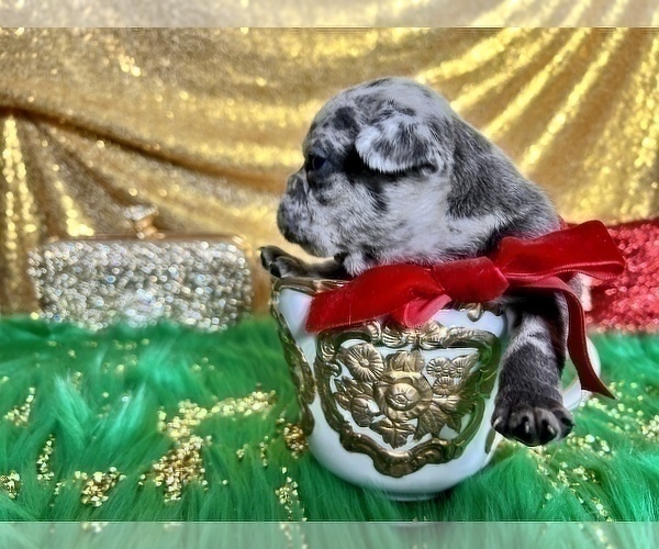 Medium Photo #16 French Bulldog Puppy For Sale in HAYWARD, CA, USA
