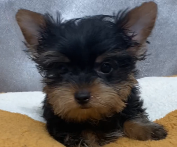 Medium Photo #1 Yorkshire Terrier Puppy For Sale in BETHLEHEM, GA, USA