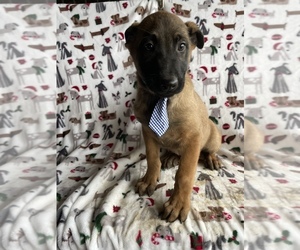 Belgian Malinois Puppy for sale in LANCASTER, PA, USA