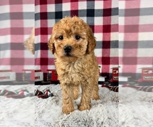Goldendoodle (Miniature) Puppy for sale in GREENWOOD, IN, USA