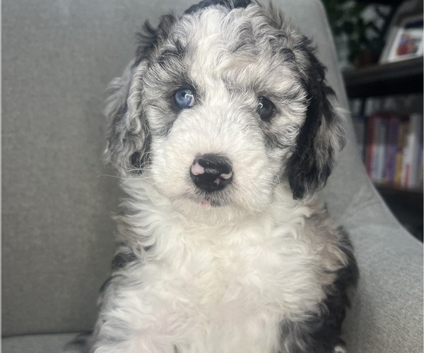 Medium Photo #149 Sheepadoodle Puppy For Sale in HUNTINGTON BEACH, CA, USA