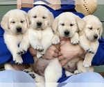 Small Photo #1 Golden Labrador Puppy For Sale in GLENDALE, CA, USA