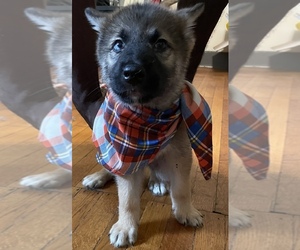 German Shepherd Dog Puppy for sale in BALTIMORE, MD, USA