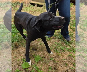 Labrador Retriever-Unknown Mix Dogs for adoption in Blairsville, GA, USA