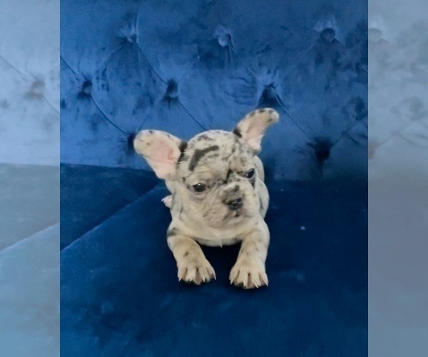 Medium Photo #18 French Bulldog Puppy For Sale in EMPIRE STATE, NY, USA