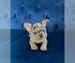 Small Photo #18 French Bulldog Puppy For Sale in EMPIRE STATE, NY, USA