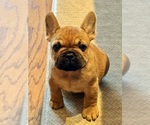 Bruno - Male French Bulldog Puppy for Sale - Photo #6