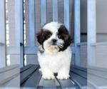 Small #2 Shih Tzu