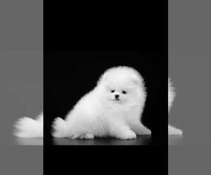 Pomeranian Puppy for sale in BALDWIN HILLS, CA, USA