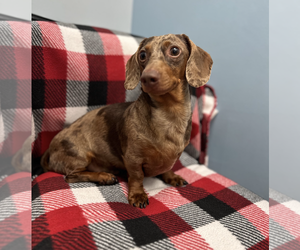 Medium Photo #8 Dachshund Puppy For Sale in Weston, FL, USA