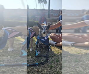 Chihuahua Dogs for adoption in Studio City, CA, USA